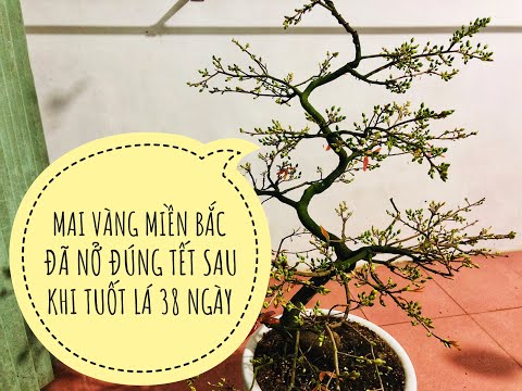 MAI VÀNG MIỀN BẮC ĐÃ NỞ ĐÚNG TẾT SAU KHI TUỐT LÁ 38 NGÀY