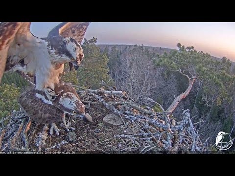 LDF Zivjērglis tiešraide ~ Mating~ 2018/04/09 7:02am