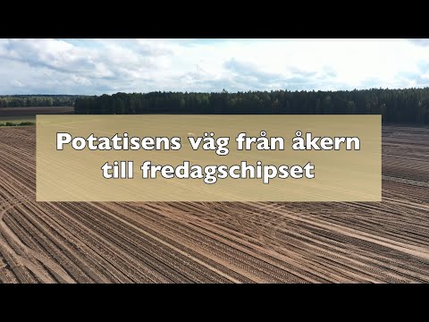 Potatisens väg från åkern till fredagschipset