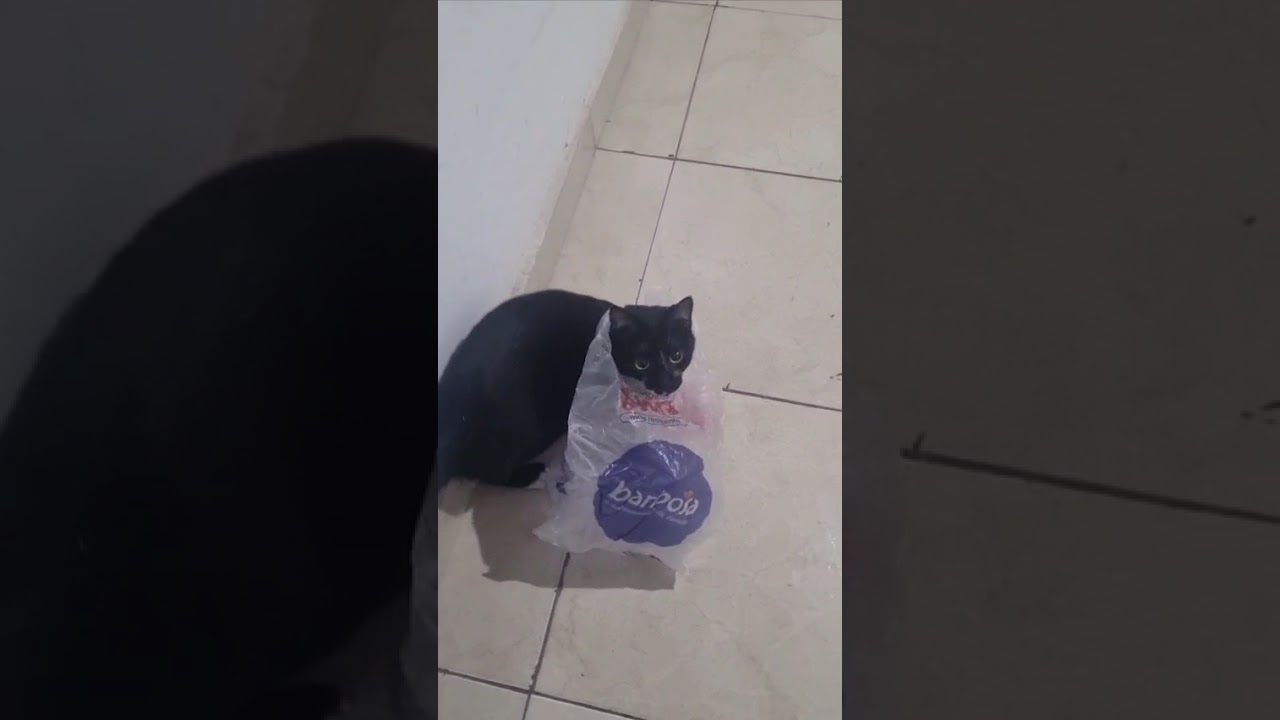 Gato raça SRD-ViraLata idade 2 anos nome Maria Clara 