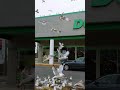 Seagulls At The Parking Lot Josh Sarah Shorts Birds Dollartree HalukayTV