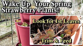 Get Your Garden Strawberry Plants Off to a Great Spring Start: Trim & Fertilizer at 1st Leaves!