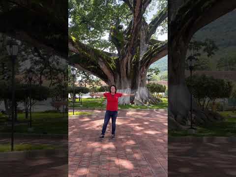 Impressive Kapok/Ceiba Tree in Palmar, Santander - COLOMBIA