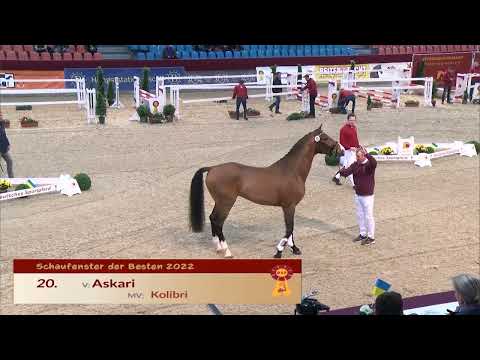 20 --- Askari / Kolibri / Kronenkranich xx, *2019