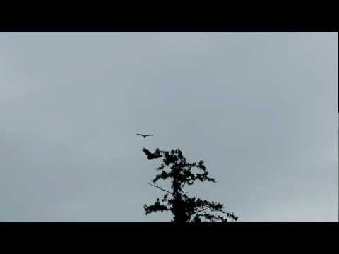 Vultures approach Eagle nest tree - March 13 2013