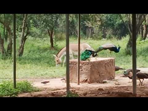White Wild Donkey & Peacock