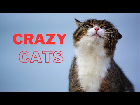 Crazy Cats Videos 2023 #cats #animals
