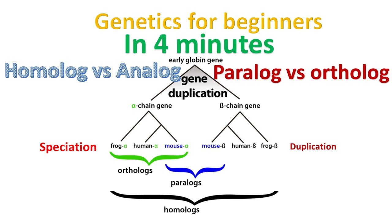 Homolog vs paralog vs ortholog vs analog in 4 minutes | Genetics for beginners