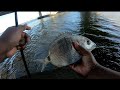 Few Catches On Pilchard Port Elizabeth Saltwaterfishing