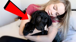 Labrador Puppy's First 3 Months!!