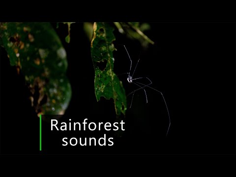 Dark night in the Amazon rainforest - Jungle sounds
