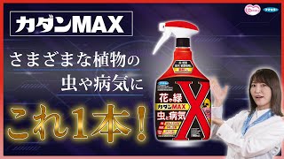 カダンMAX/フマキラー