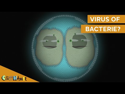 Wat is het verschil tussen een bacterie en virus?