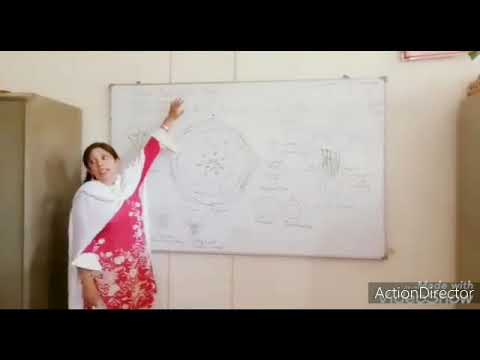 Rosaceae- Rosa indica Part 1