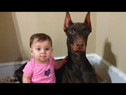 Trust me! A Doberman is the perfect guardian for your child!
