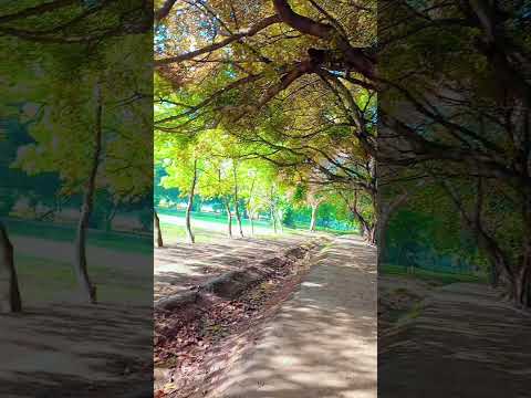 beautiful birds voice #birds #nature #herbal #cosmetics #hakeem #skincare #dawakhana