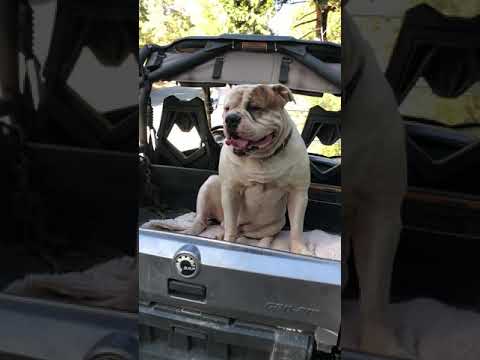 download lagu mp3 mp4 Biggest American Bulldog, download lagu Biggest American Bulldog gratis, unduh video klip Biggest American Bulldog