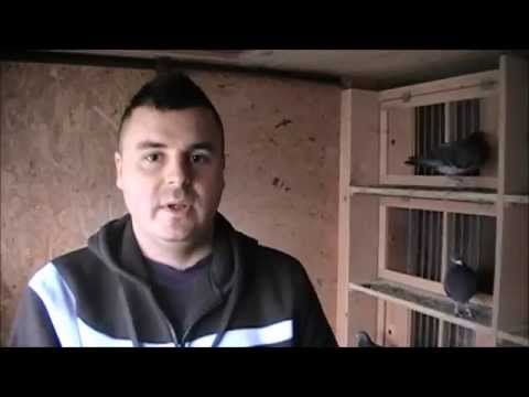 Porumbei voiajori - Interviu Oros Bogdan - Practicarea sistemului de joc la natural