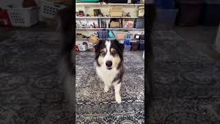 ティックドッグ爆誕！[TikTok]