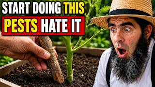 Why Amish Gardens Never Have Pests — The One "Stick" Method Corporations Hate.