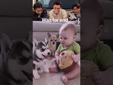 This Puppy Wants All the Baby’s Attention! 😂🐶 #funny #petshub #cute