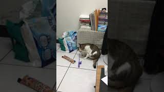 [問題] 貓咪叼著玩具半蹲踏步、呆楞