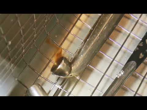 japanese KISERU cleaning of  ultrasonic cleaner