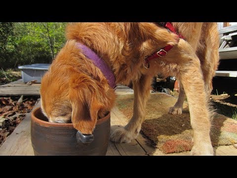 How to Make Fresh Dog Food Using Juicing Pulp, Eggs, and Oats.