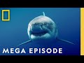 World S Most Dangerous Sharks MEGA EPISODE Top 5 Full Episodes Sharkfest