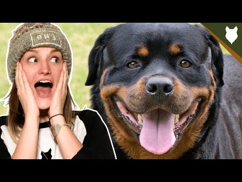 ARE ROTTWEILER GOOD GUARD DOGS?