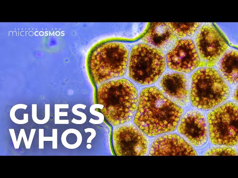 How to Identify Microbes