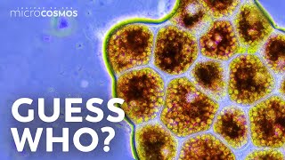 How to Identify Microbes
