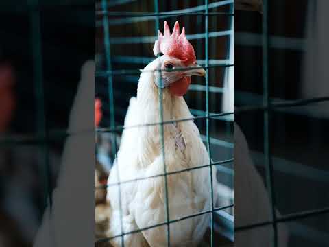 Broiler  #shorts #shortsbeta #shortsviral #shortsvideo #shortsfeed