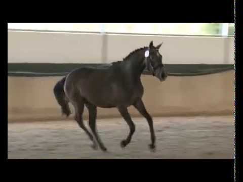 3 yo mare by Cancara