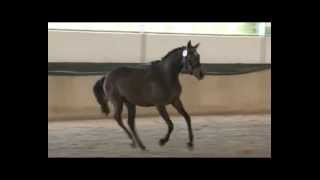 preview picture of video '3 yo mare by Cancara'