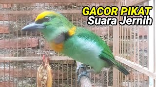 Download lagu TAKUR TOHTOR GACOR PIKAT SUARA JERNIH mp3