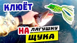 Ссылка