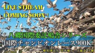 2026年度「八郷国際チャンピオン900K」ライブ配信！（当日アーカイブ）