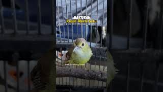 Download lagu Masteran Burung #Kacer - #Muraibatu mp3