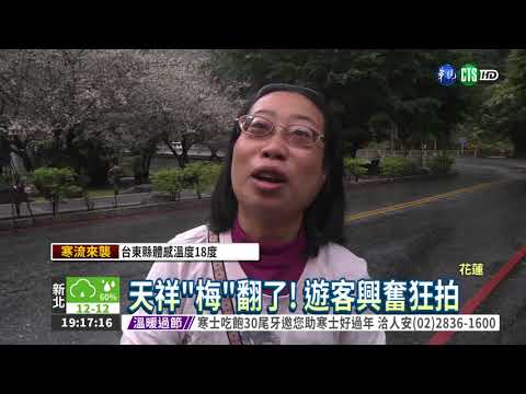 梅花"炸開"! 北中南東都美翻