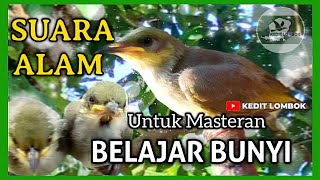 Download lagu SUARA ALAM CUCAK KOMBO CEPAT BIKIN GACOR CUCAK KOMBO ANAKAN @keditlombok8620 mp3 Download lagu SUARA ALAM CUCAK KOMBO CEPAT BIKIN GACOR CUCAK KOMBO ANAKAN @keditlombok8620 mp3