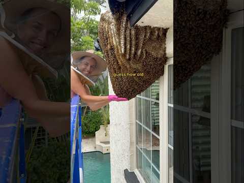 How many bee stings?