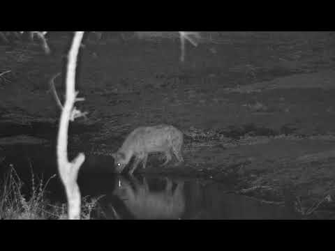 Djuma: Hyena drinking at the dam - 18:11 - 07/05/20