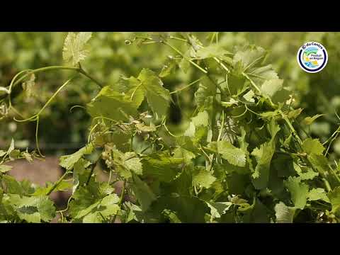 Vignoble Tévenot  Nature  Histoire et Vins AOP CHEVERNY et CREMANT DE LOIRE