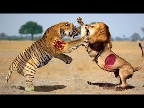 Lion VS Tiger | Tiger the real king of Cat family