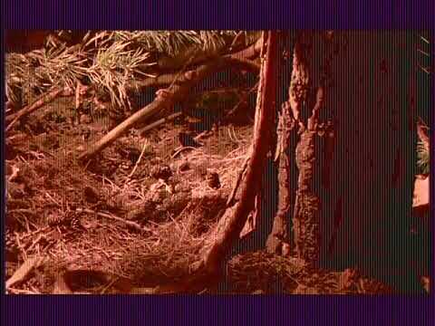 SONY J-30 plays digital betacam with vertical lines and bad color