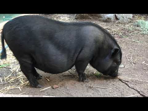 Ruby. She's kind of a PIG deal.