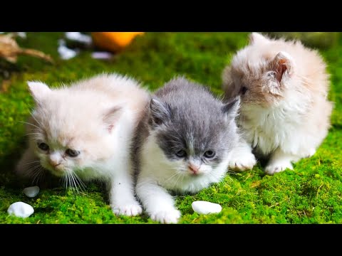 Beautiful, colorful kitten video - Playful cat, climbing tree