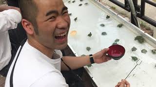 亀バァさんの亀すくいにリベンジ！ turtle scooping game reveng 【カメの神様】
