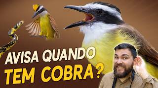 Miniatura do vídeo